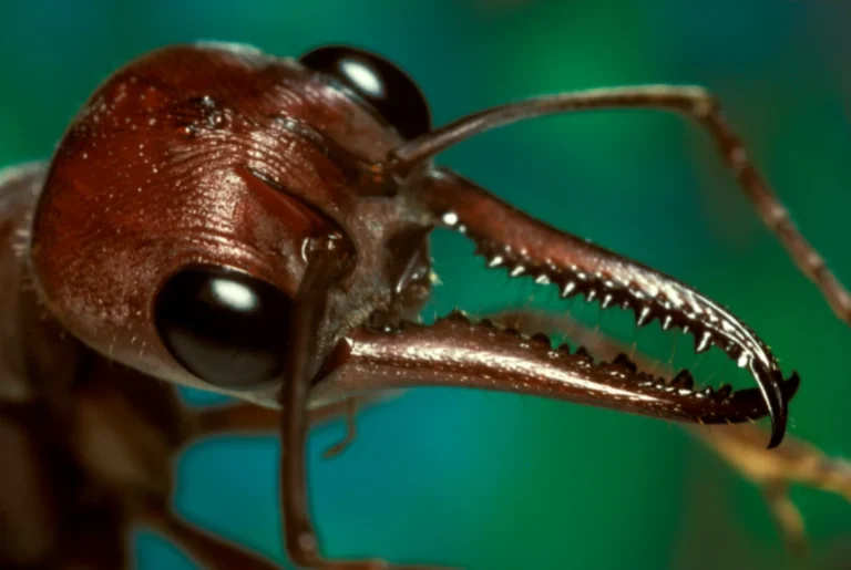 معلومات مجهولة عن النمل
